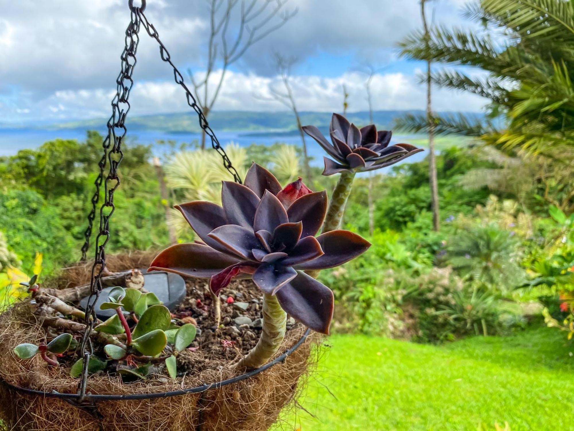 Inn Arenal Garden