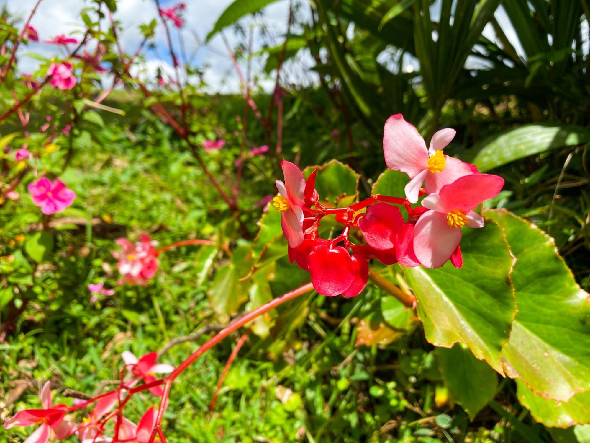 Arenal Garden El Castillo