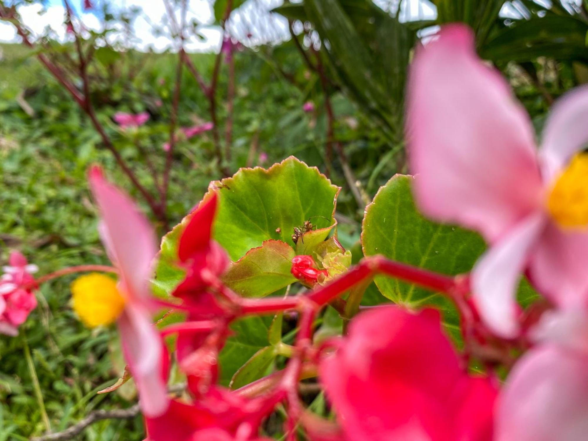 Inn Arenal Garden